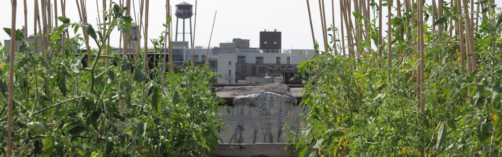 Tomatoes growing at Eagle Street Rooftop farm